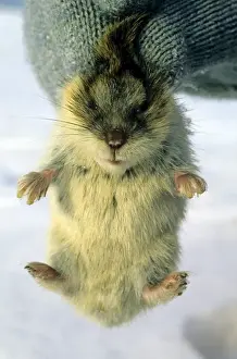 Lemming Prints: Young Siberian Lemming - being held by a researcher