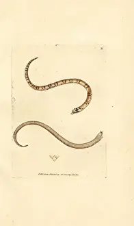 Smooth Prints: Young smooth snake, Coronella austriaca