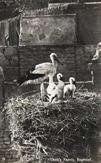 Nesting Prints: Young storks and parent - Baghdad, Iraq