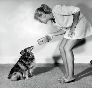 Delivering Prints: Young woman delivering food to her pet rough collie