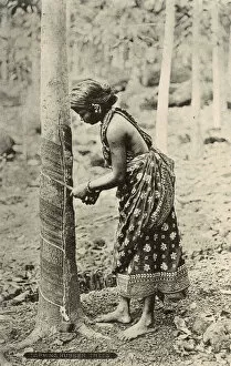 Ceylon Gallery: Young woman tapping a rubber tree, Ceylon (Sri Lanka)