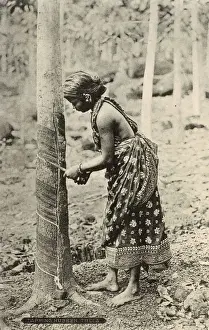 Pots Prints: Young woman tapping a rubber tree, Ceylon (Sri Lanka)