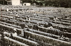 Agave Gallery: Yucatan Peninsula, Mexico, Central America - Drying Henequen