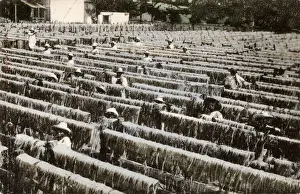 Yucatan Prints: Yucatan Peninsula, Mexico, Central America - Drying Henequen