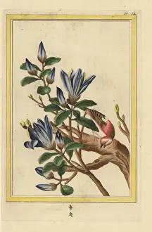 Yulan magnolia or purple magnolia, Magnolia liliiflora
