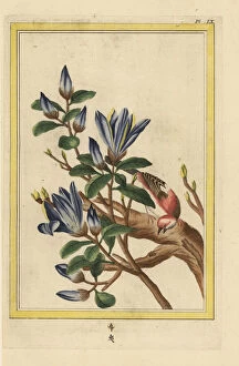 Buchoz Gallery: Yulan magnolia or purple magnolia, Magnolia liliiflora