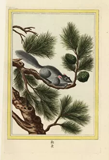 Curieuses Collection: Yunnan pine, Pinus yunnanensis, with squirrel