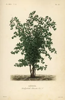 Medicale Collection: Zabala or coguil fruit tree, Lardizabala biternata