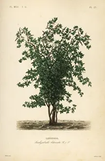 Zabala or coguil fruit tree, Lardizabala biternata