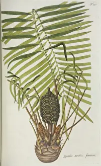 Nicolaus Joseph Von Prints: Zadia media famina