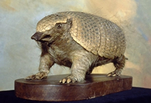 Dasypodidae Gallery: Zaedyus pichiy, pichi armadillo