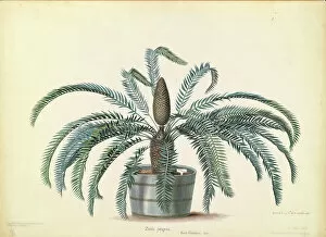 Images Dated 13th March 2013: Zamia pungens