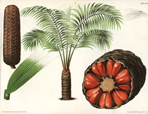 Cycad Prints: Zamia roezlii