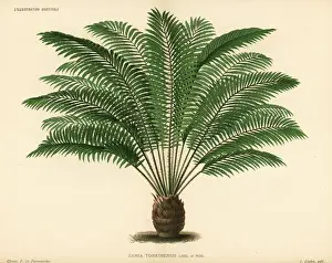 Exotic Prints: Zamia tonkinensis