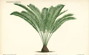 Zamia tonkinensis palm tree