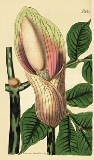 Curtis Prints: Zaminkand, Amorphophallus bulbifer