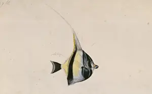 Perciform Prints: Zanclus cornutus, moorish idol