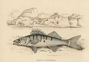 Zander or pike-perch, Sander lucioperca