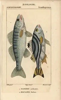 Hippolyte Prints: Zander, Sander lucioperca, and jarbua terapon