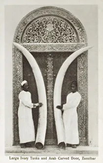 Huge Collection: Zanzibar - Tanzania - Large Ivory Tusks