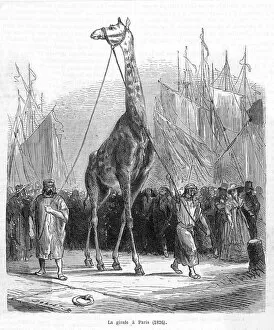 Charles Gallery: Zarafa the Giraffe / 1826