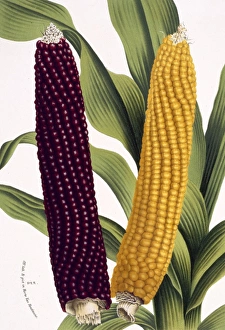 Maize Collection: Zea mais, maize