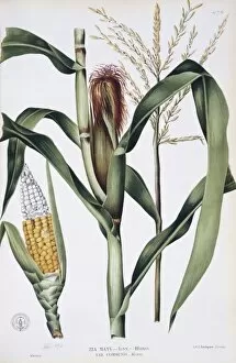 Maize Collection: Zea mays L. corn