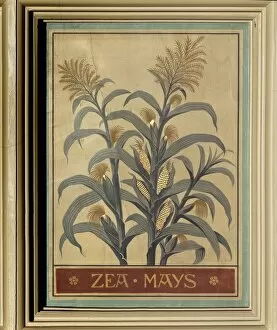 Maize Collection: Zea mays, maize