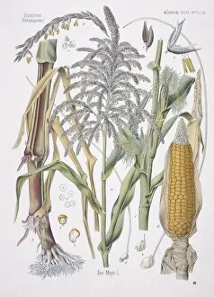 Edible Gallery: Zea mays, maize