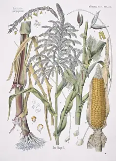 Zea mays, maize
