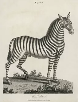 Zebra Gallery: ZEBRA 1803