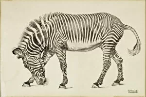Zebra Gallery: A Zebra