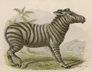 Zebras Prints: Zebra (Brittan)