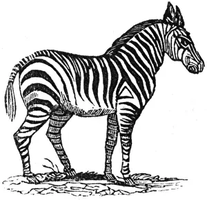 Zebra Prints: Zebra, c. 1800