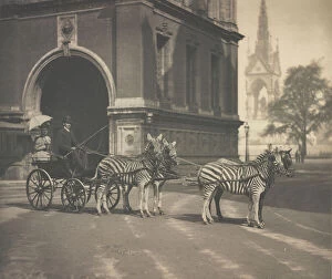 Mammalia Gallery: Zebra-drawn trap of Lord Walter Rothschild