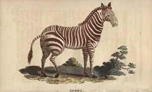 Equus Prints: Zebra, Equus quagga