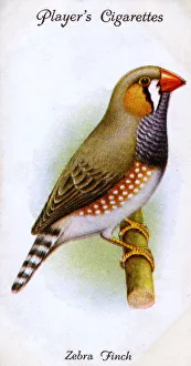 Zebra Gallery: Zebra Finch