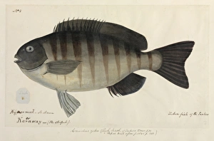 Zebra fish illustration Zebra fish illustration