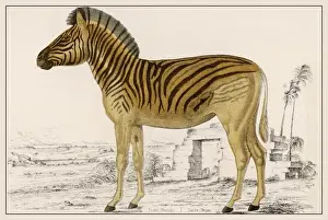 Zebra Illustration