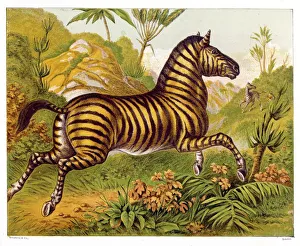 Animals Gallery: Zebra (Kronheim)