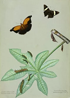 Blake Collection: Zebra Mosaic and Stinky Leafwing, caterpillars