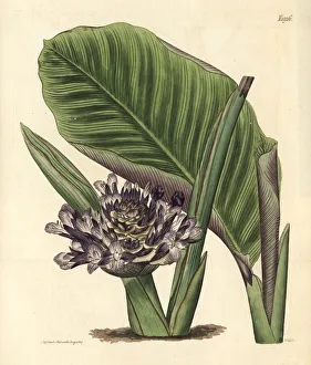 Maranta Gallery: Zebra plant, Calathea zebrina