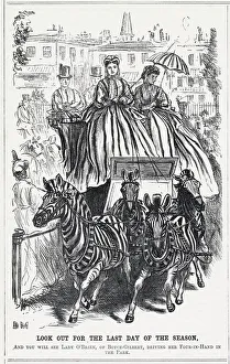 Zebra Gallery: ZEBRA PULL FOUR-IN-HAND
