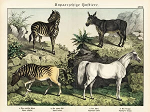 Schubert Gallery: Zebra, quagga, donkey and Arabian horse