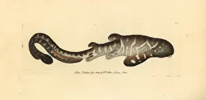 Vulnerable Prints: Zebra shark, Stegostoma fasciatum Vulnerable