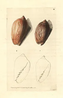 Zebra Gallery: Zebra volute, Amoria zebra
