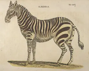 Zebras Prints: ZEBRAS 1814