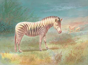 Zebras