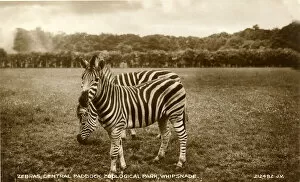 Dunstable Gallery: Zebras, Central Paddock, Whipsnade Zoo, Bedfordshire