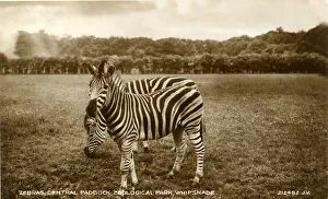 Dunstable Gallery: Zebras, Central Paddock, Whipsnade Zoo, Bedfordshire